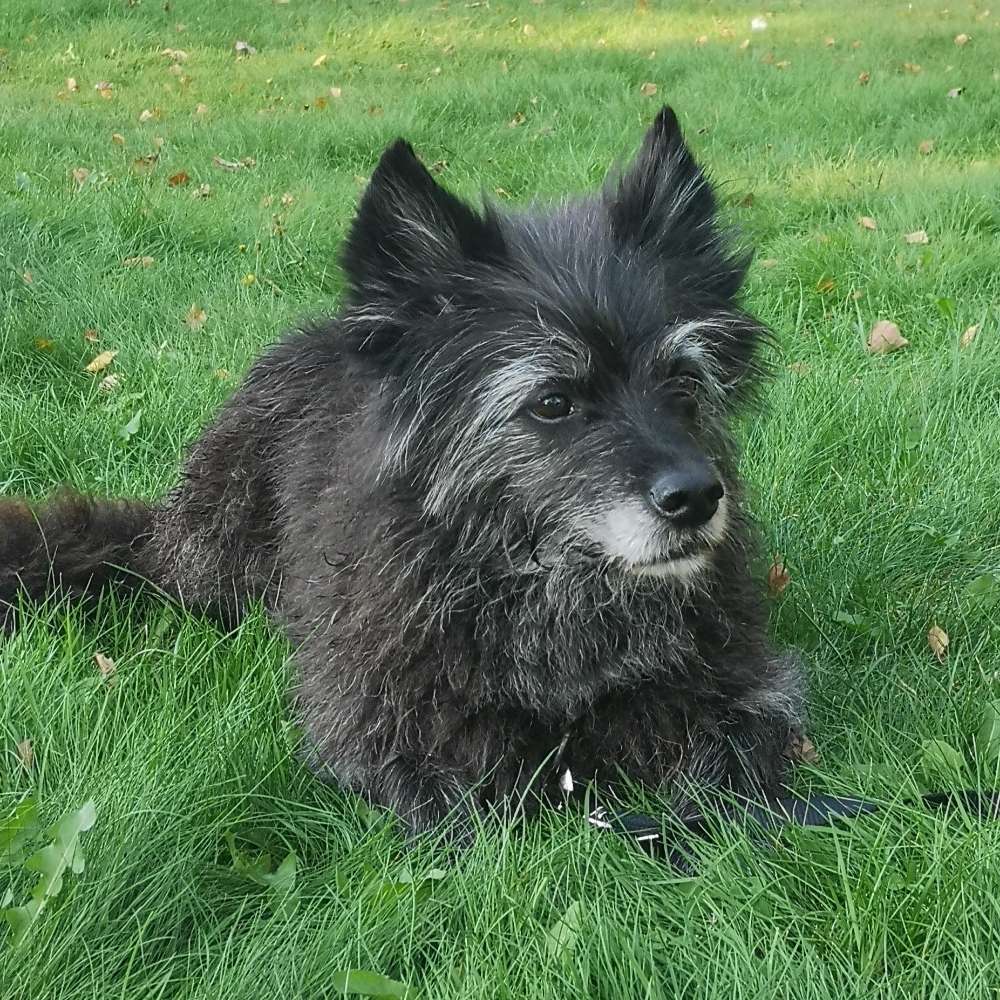 Hundetreffen-Spaziergänge und Ausflüge zum Kennenlernen-Profilbild