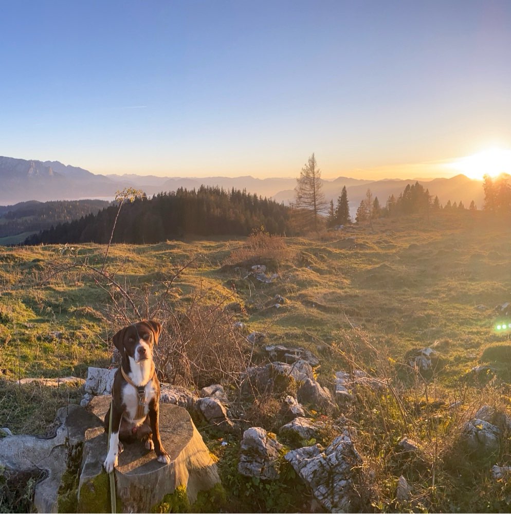 Hundetreffen-Gefährte gesucht🐶-Profilbild