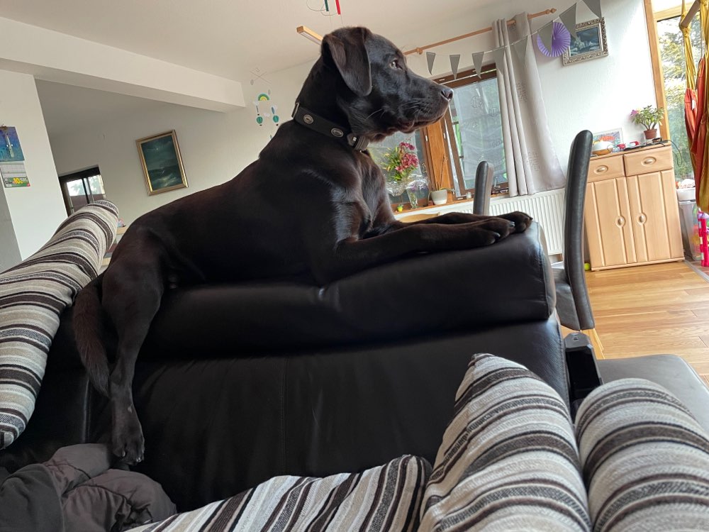 Hundetreffen-Hundefreund gesucht zum toben und üben-Profilbild
