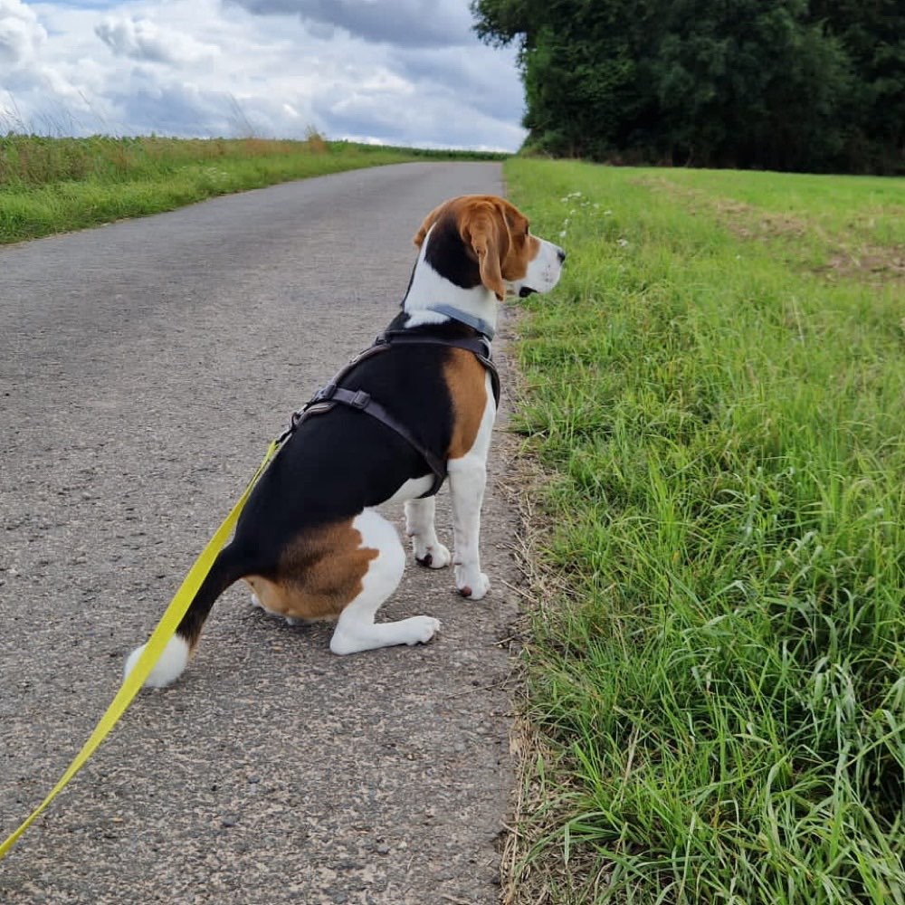 Hundetreffen-Gassi und Spielen-Profilbild