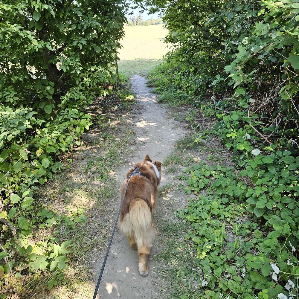 Hundetreffen-Gassirunde zum Kennenlernen-Profilbild