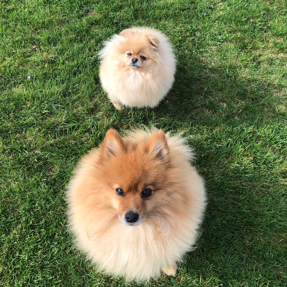 Hundetreffen-Suche Gassi- Spielkameraden-Profilbild