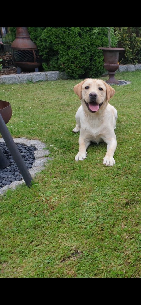 Hundetreffen-Hundetreff und neue Freunde 🐶-Profilbild