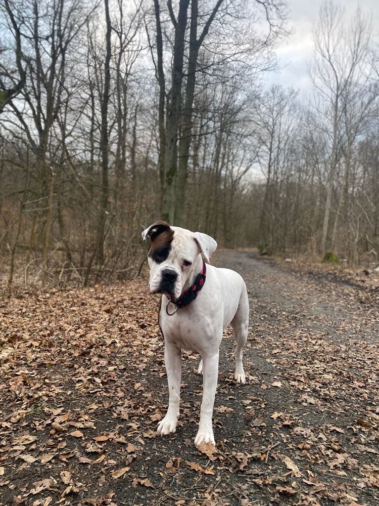 Hundetreffen-Boxer / Spielkamerad zum toben gesucht-Profilbild