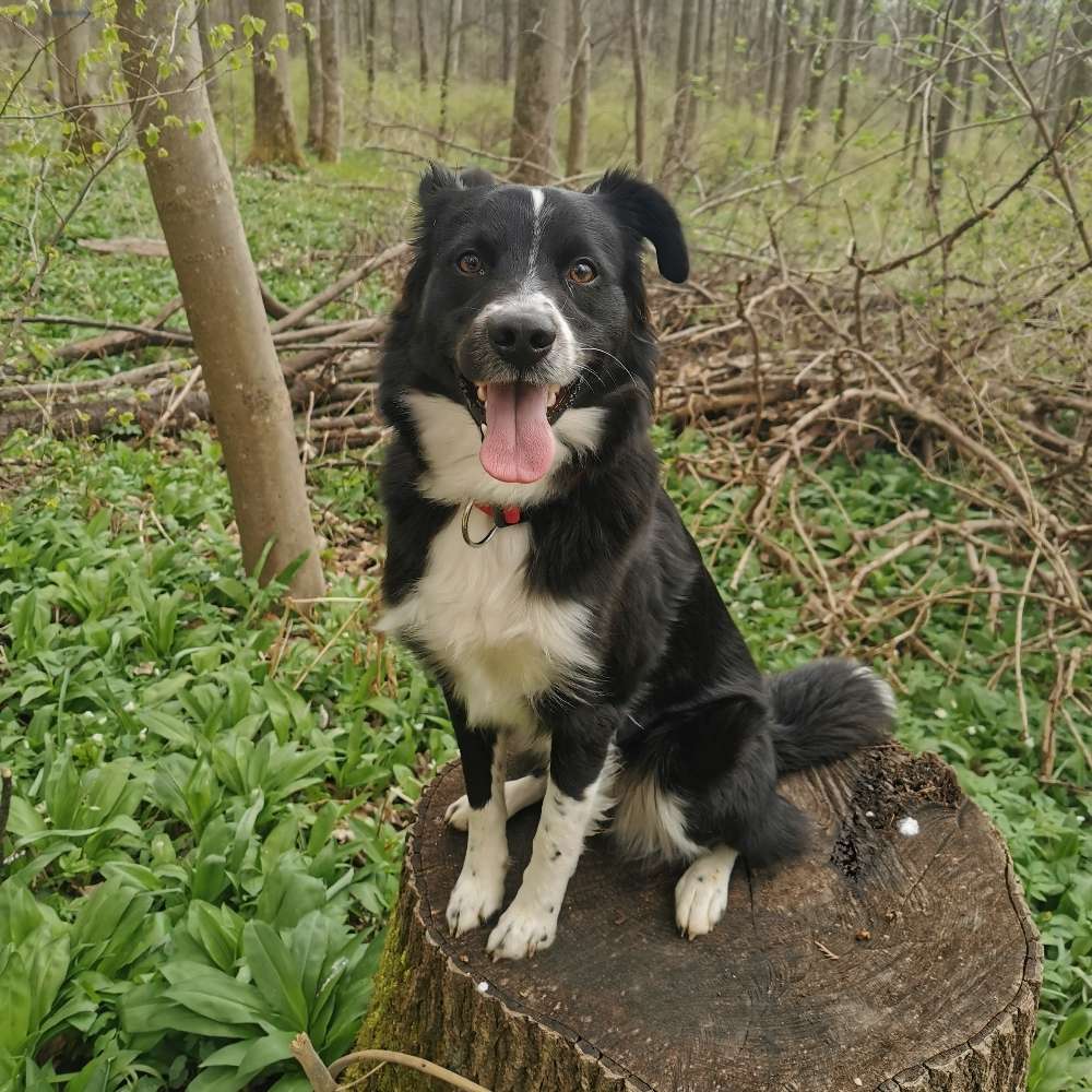 Hundetreffen-Suchen für Unseren 2 Jahren alten Nox neue Spielgefährte-Profilbild