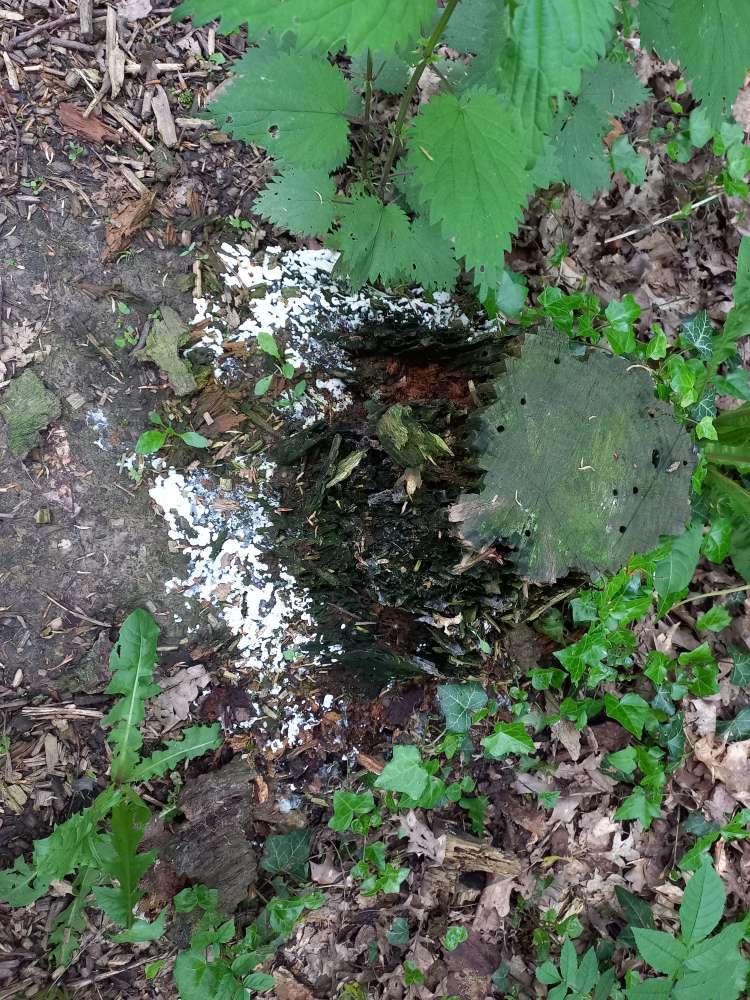 Giftköder-Eventuell Gift, weißes Pulver,-Profilbild