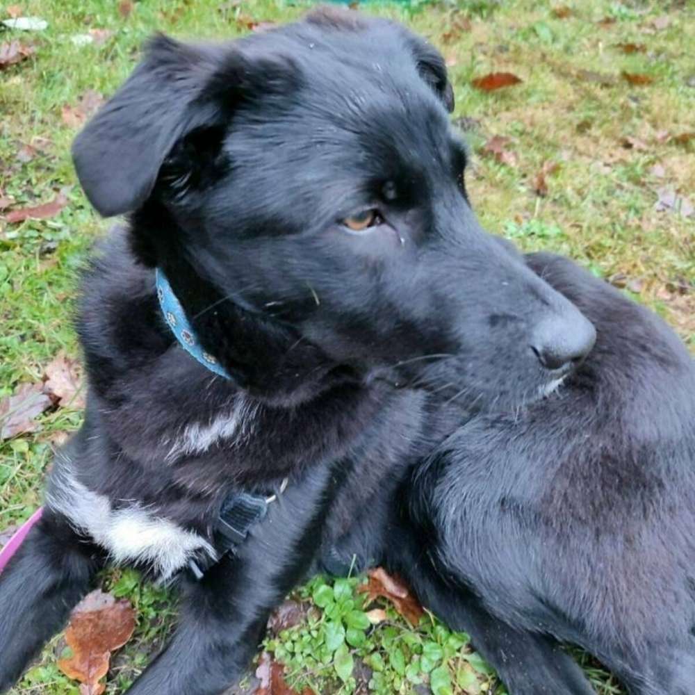 Hundetreffen-Gassirunde/Spielgefährten für Coco gesucht-Profilbild