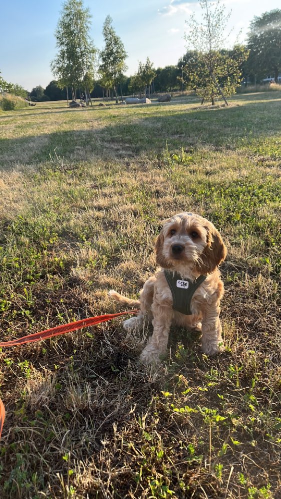 Hundetreffen-Spielpartner/Hundesitter gesucht-Profilbild