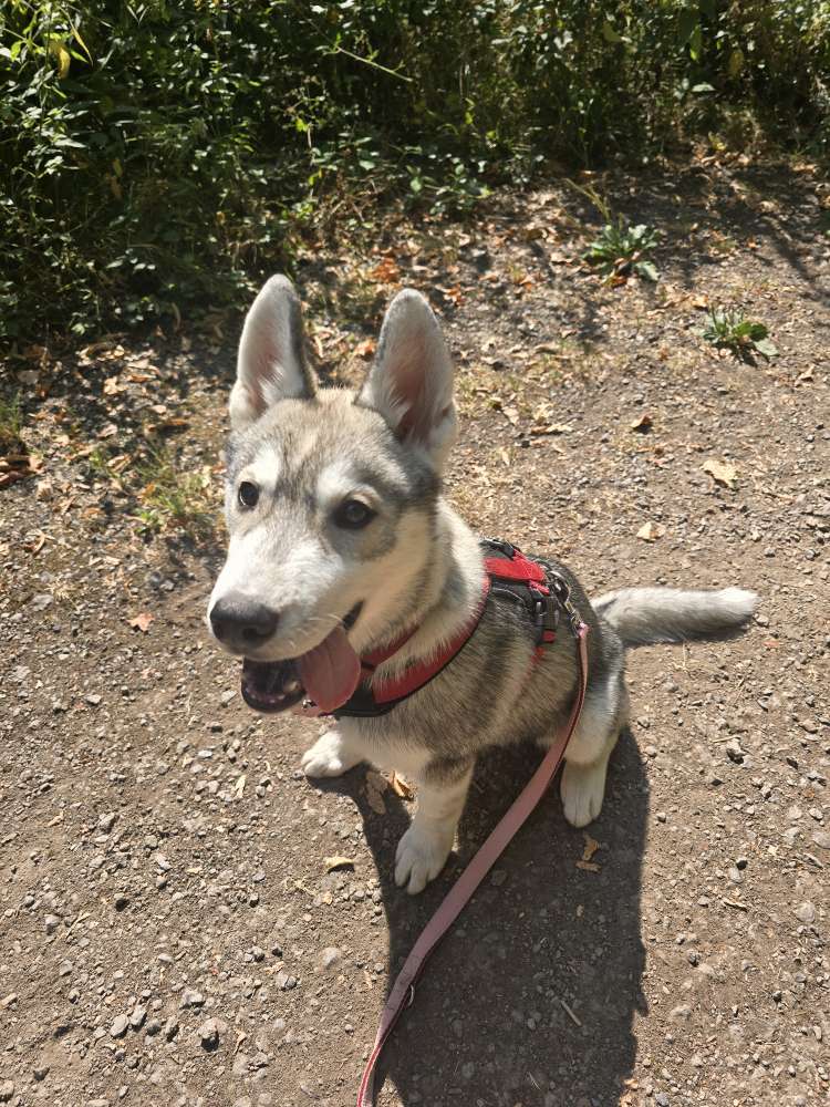 Hundetreffen-Welpen junghundtreffen-Profilbild