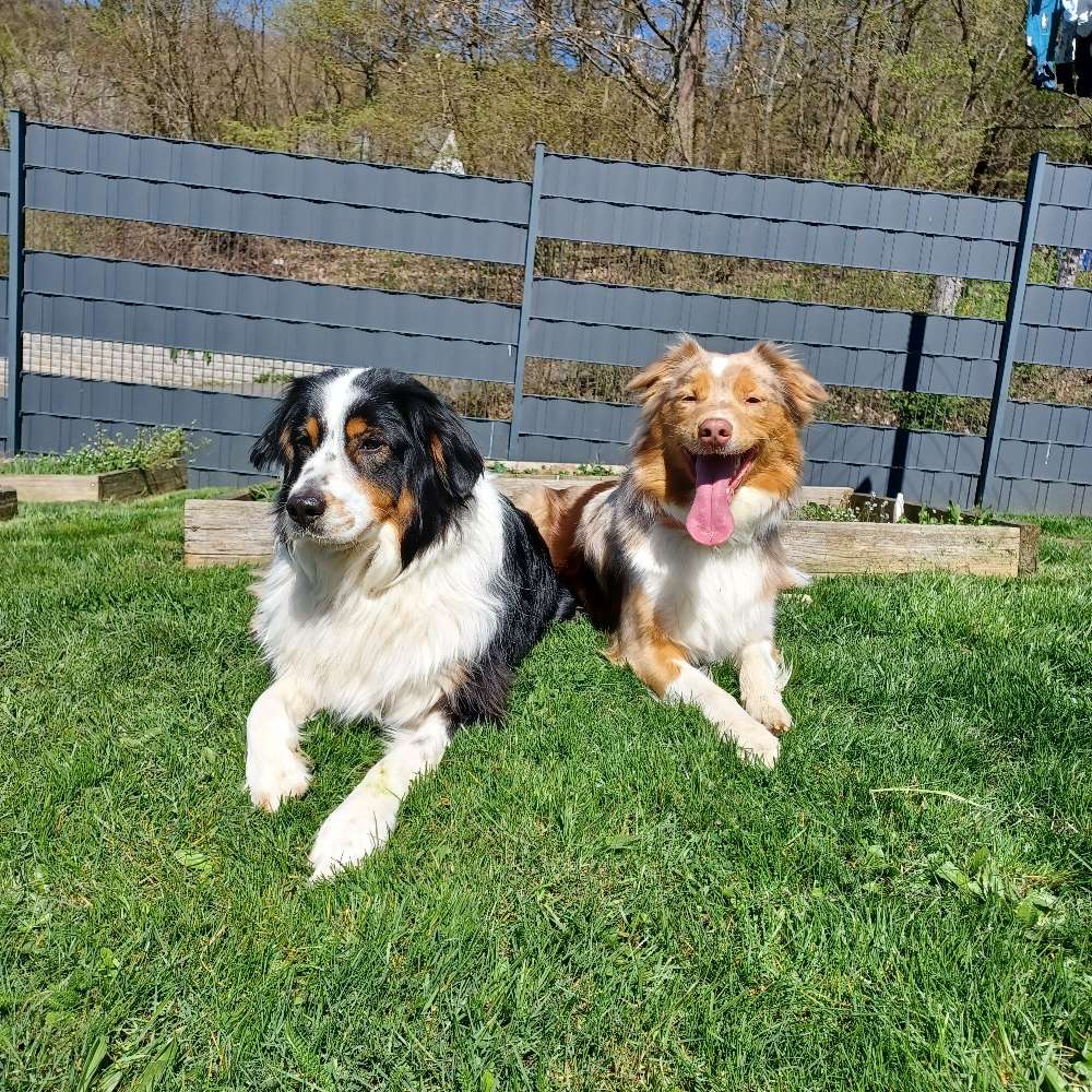 Hundetreffen-Gemeinsamer Spaziergang-Profilbild