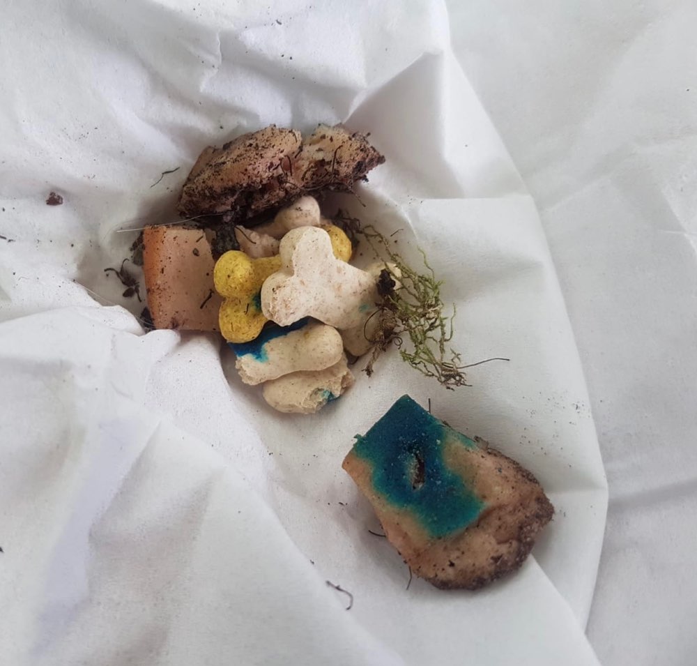 Giftköder-Giftköder-Profilbild