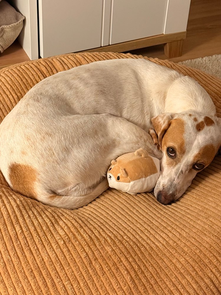 Hundetreffen-Gemeinsame, spaßige Gassi Gänge-Profilbild