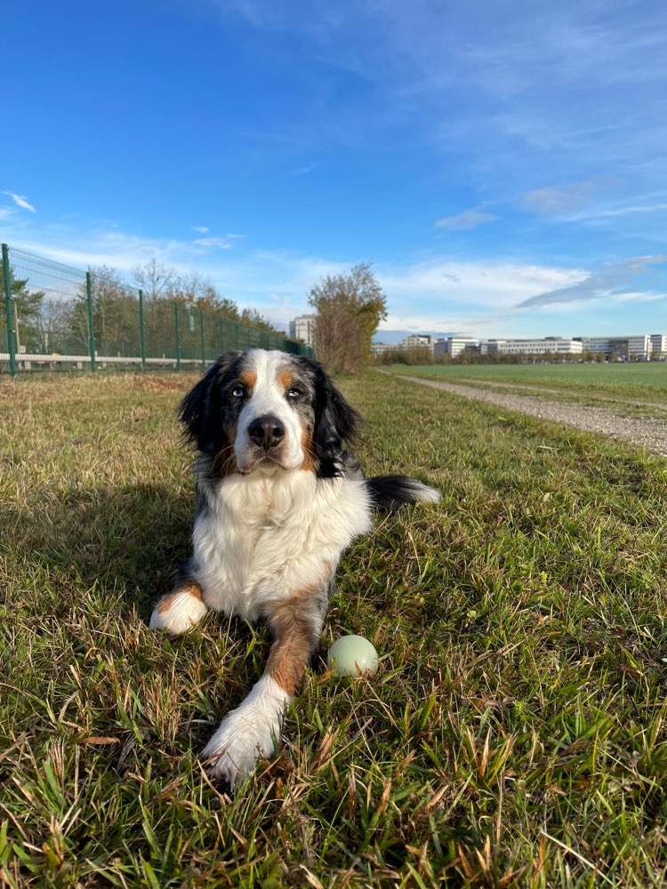 Hundetreffen-Hundefreunde für Milo gesucht-Profilbild