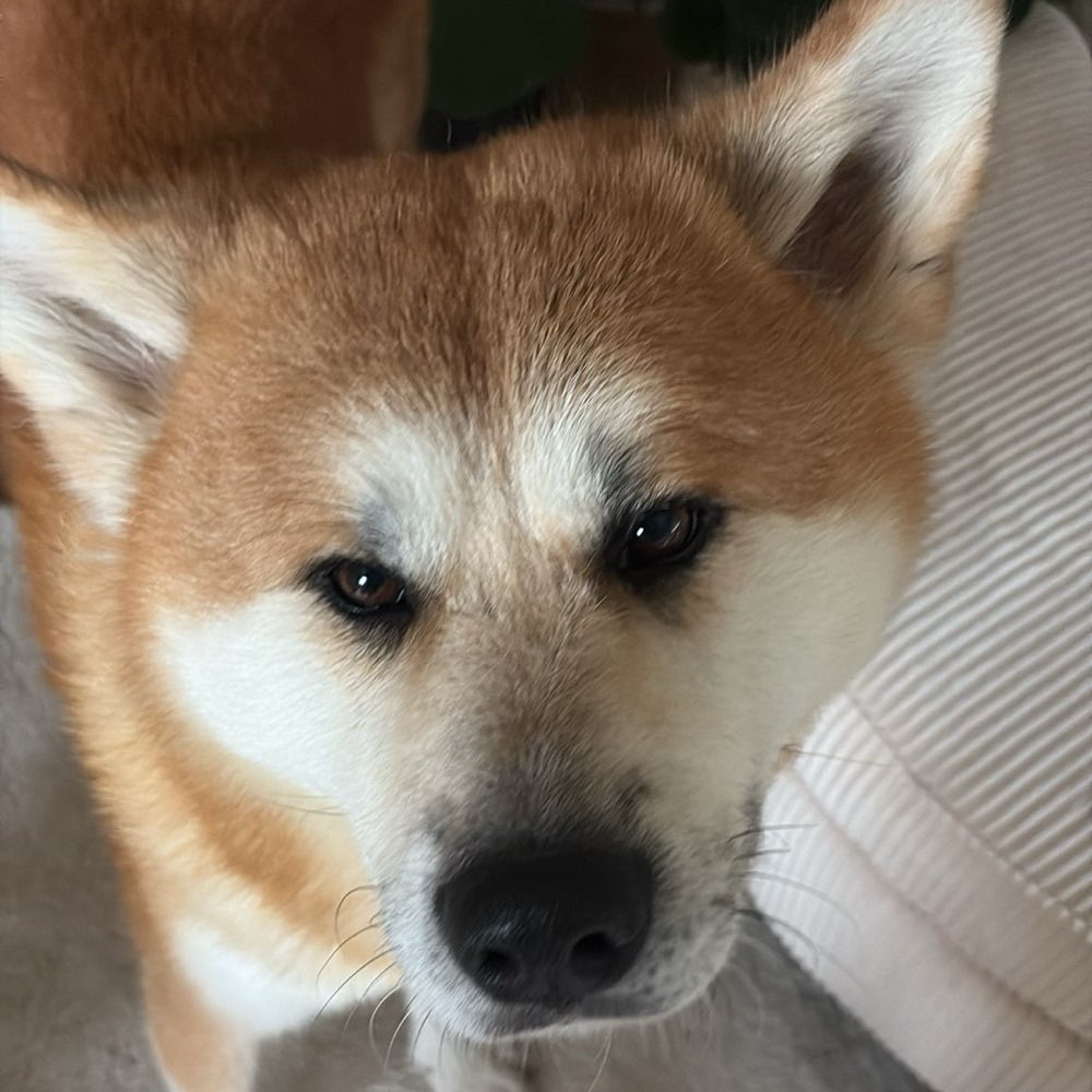 Hundetreffen-Spazier-/ Playdate-Profilbild