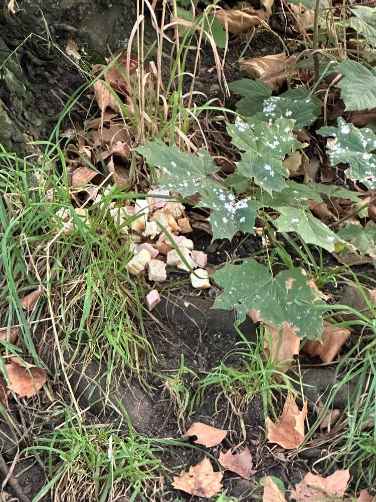 Giftköder-Wurst und Toastwürfel-Profilbild