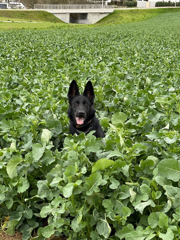 Hundetreffen-Spielkamerad/ Spielgefährte gesucht-Profilbild