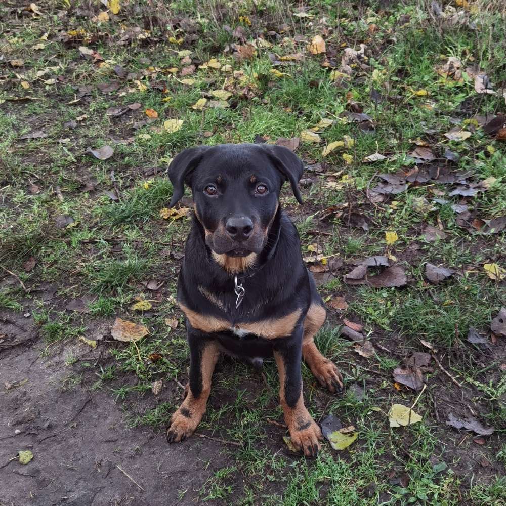 Hundetreffen-Spiel-und Trainingsrunden-Profilbild