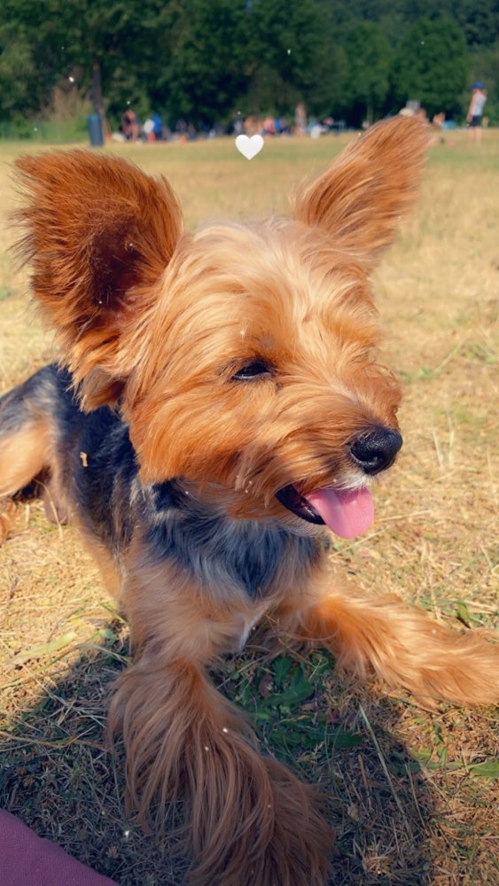 Hundetreffen-2Jahre Yorkshire Terrier treffen in Gröpelingen oder walle-Profilbild