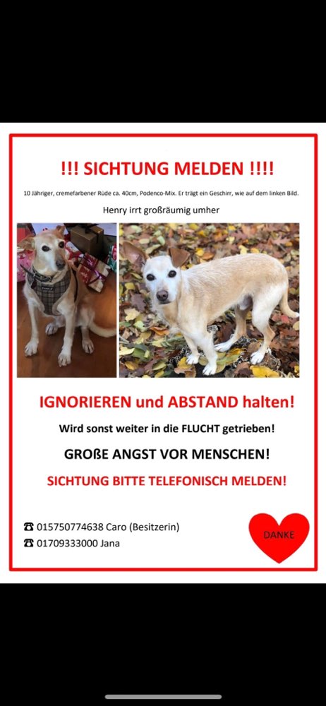 Suchmeldung-Henry-Profilbild