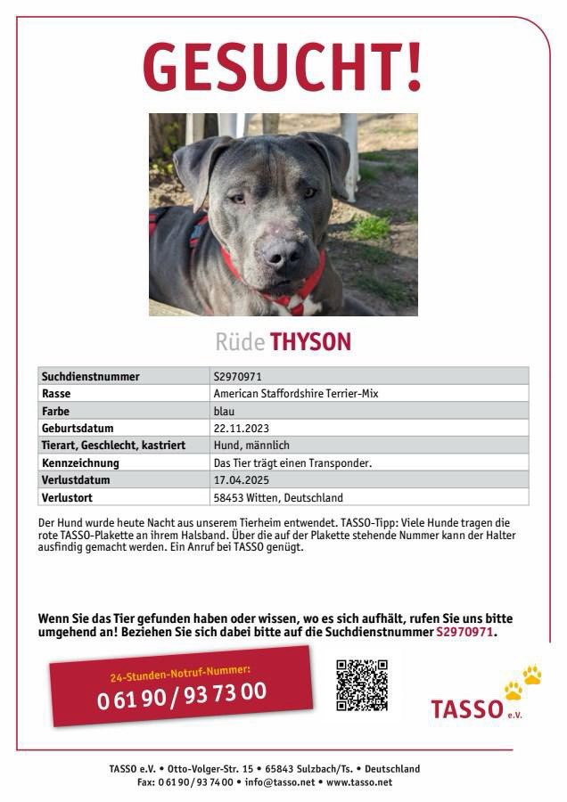 Suchmeldung-Thyson-Profilbild