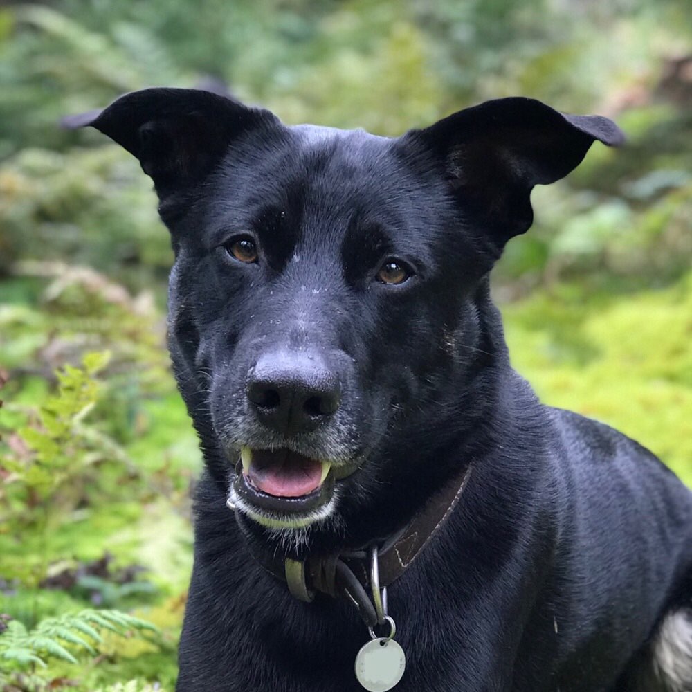 Hundetreffen-Spiel - und Gassirunde-Profilbild