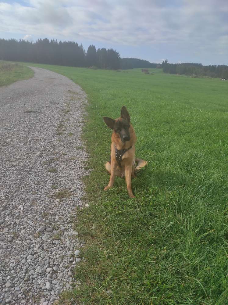 Hundetreffen-Welpentreffen in Mod Umgebung-Profilbild