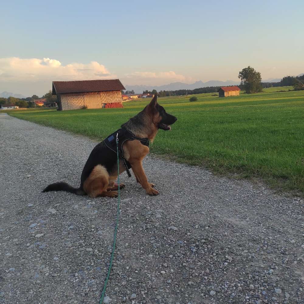 Hundetreffen-Spielen und spatzieren mit Spike-Profilbild