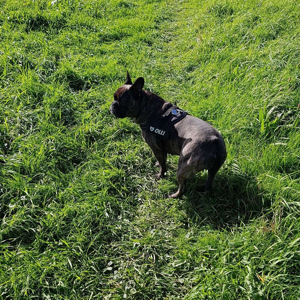 Hundetreffen-Treffen fast  Überall auf Hundewiesen in Köln-Profilbild