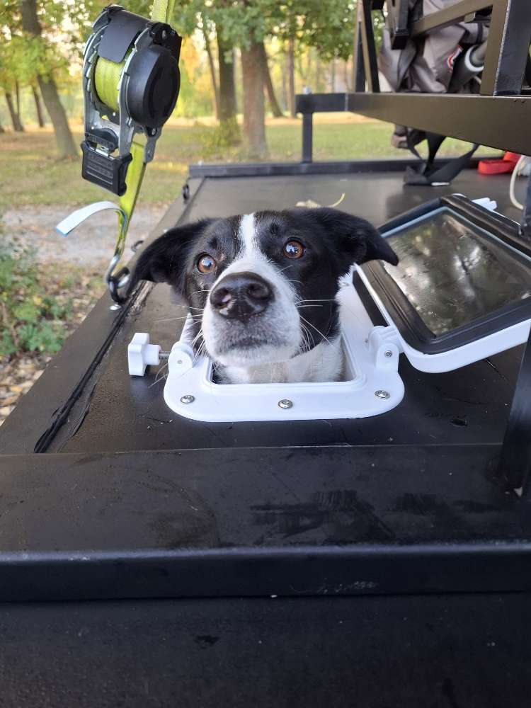 Hundetreffen-Spielkameraden gesucht-Profilbild