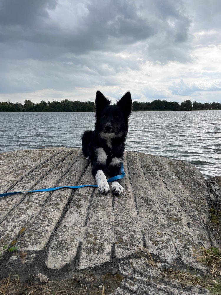 Hundetreffen-Spiel- und Spaziertreffen-Profilbild