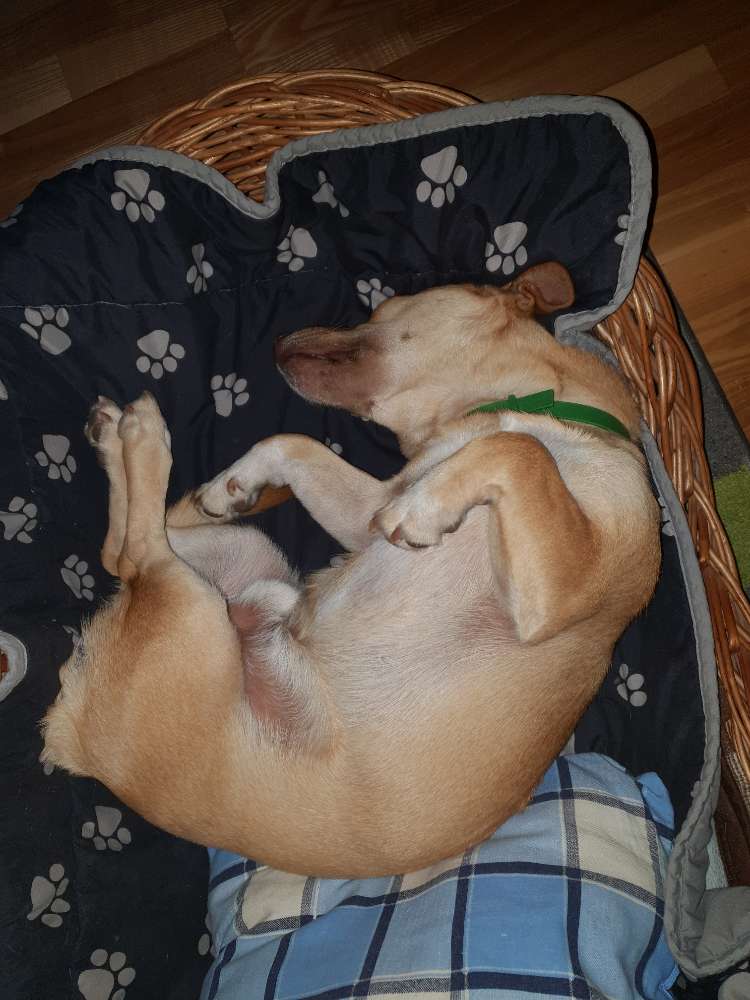 Hundetreffen-Spiel- und Gassi Runde-Profilbild