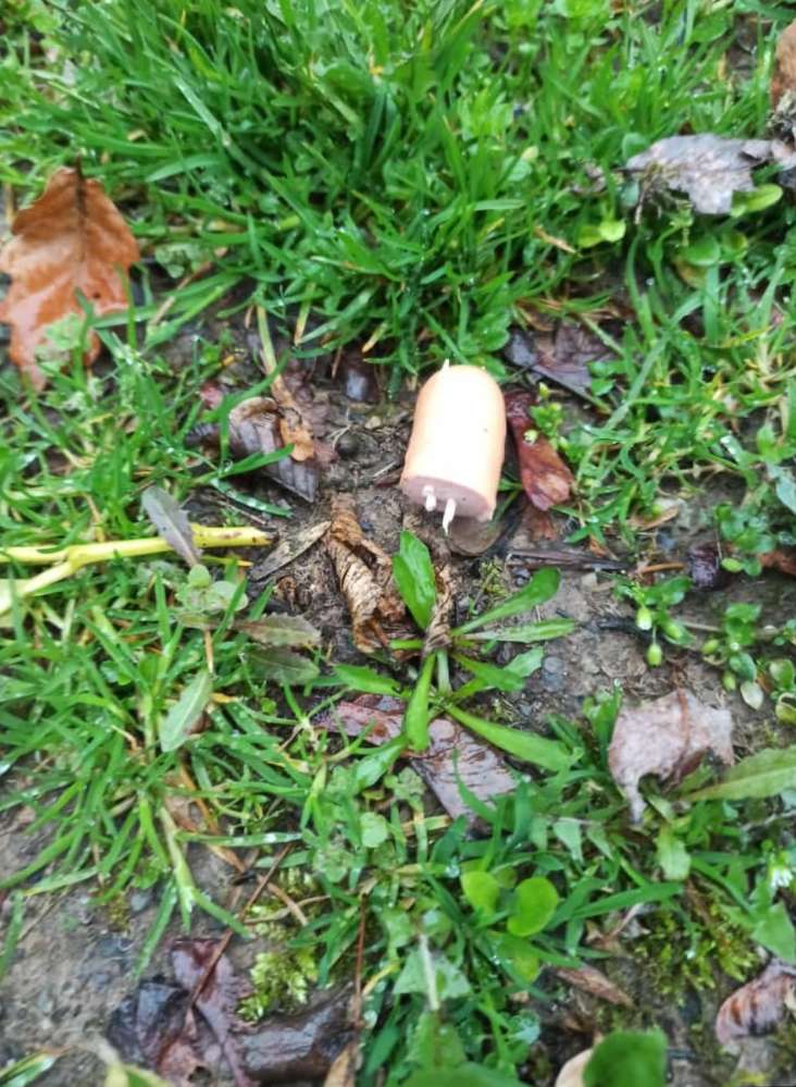 Giftköder-Wienerwurst mit Zahnstochern gespickt-Profilbild