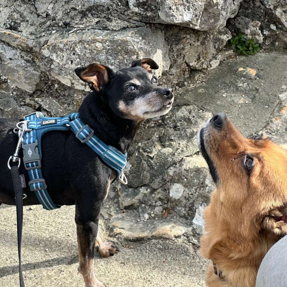 Hundetreffen-Spaziergang mit  hundis....-Profilbild