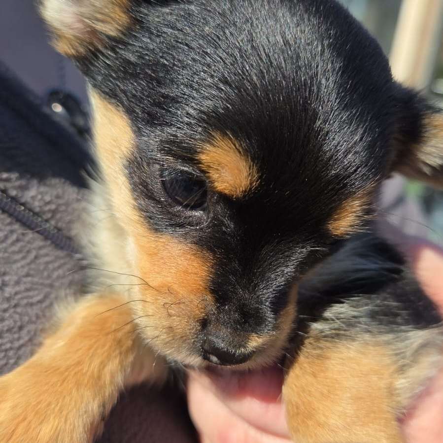 Hundetreffen-Austausch und Gassi gehen-Profilbild