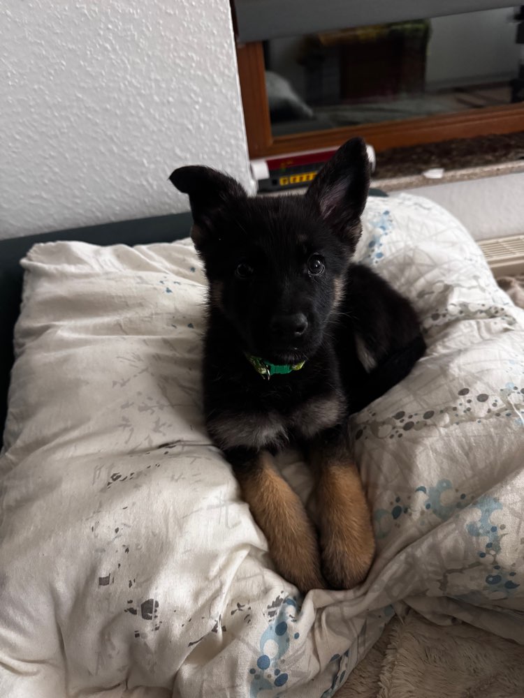 Hundetreffen-Welpentreff in Aplerbeck & Umgebung-Profilbild