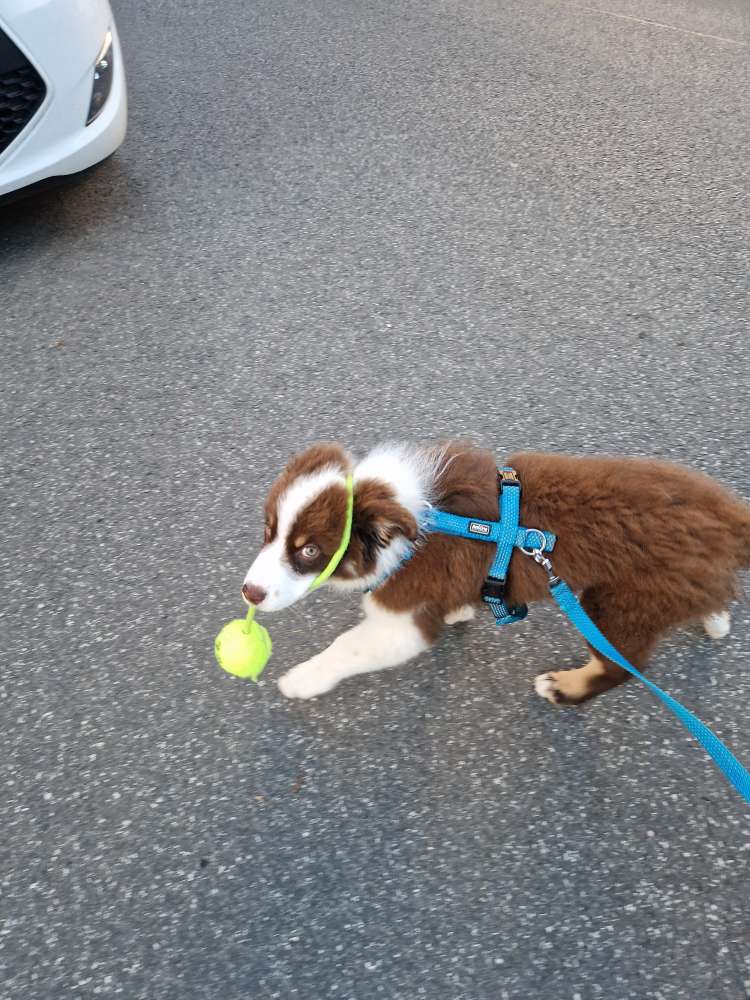 Hundetreffen-Tollrunde am Deich-Profilbild