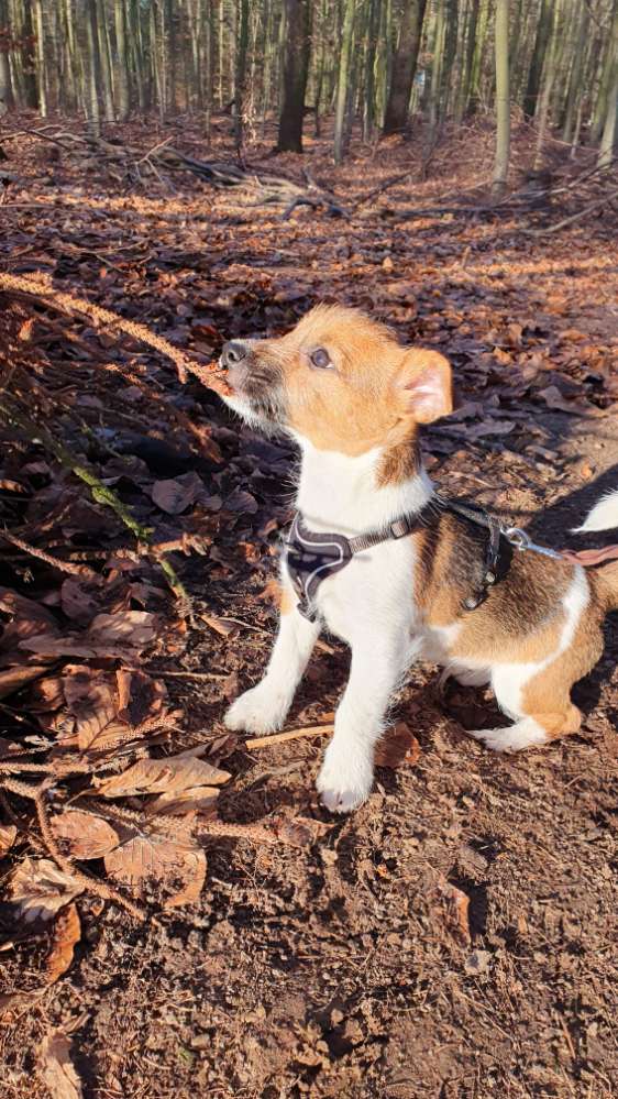 Hundetreffen-Junghunde-Treff-Profilbild