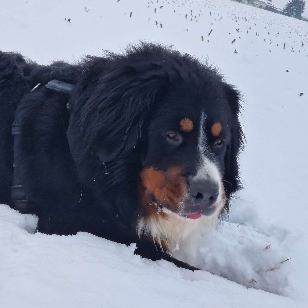 Hundetreffen-Spiel & Spaziergang - Treffen in Rauschenberg-Profilbild