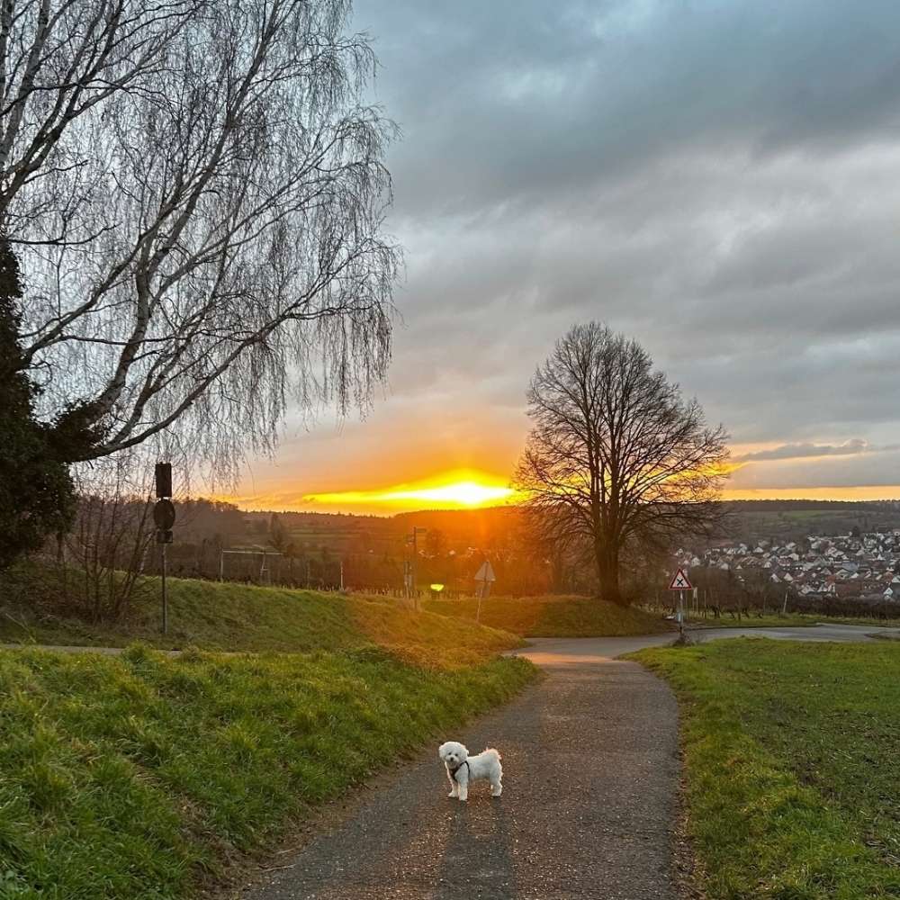 Hundetreffen-Dog Friends Happy-Profilbild