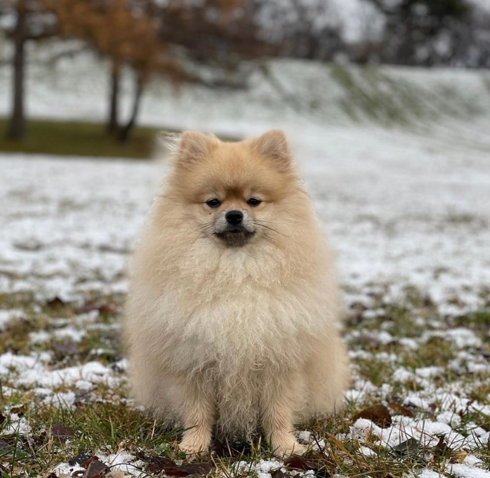 Hundetreffen-Spieletreffen im Olympiapark-Profilbild