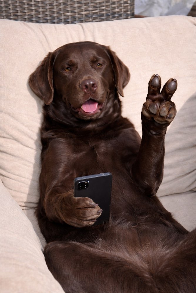 Hundetreffen-Spielrunde Bruggerhorn St.Margrethen-Profilbild