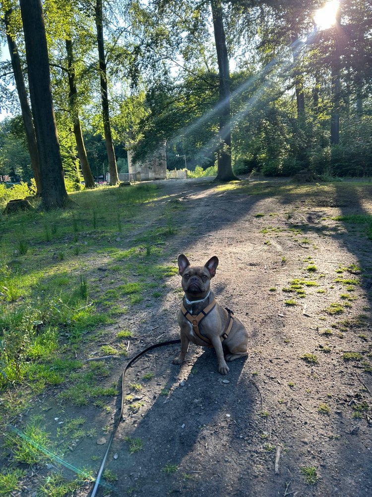 Hundetreffen-Trainings- und Spielbuddy gesucht-Profilbild