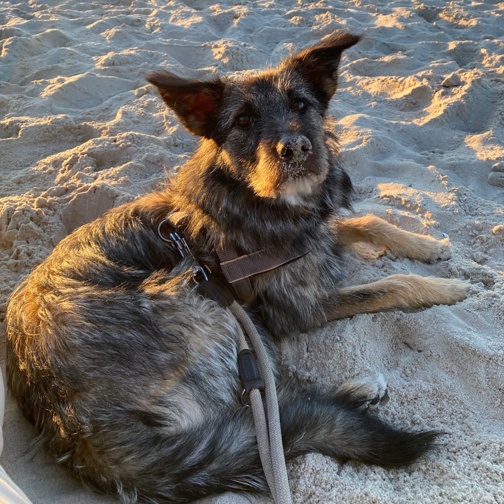 Hundetreffen-Playdate mit Romy-Profilbild