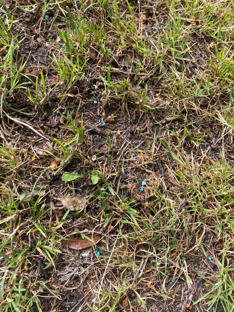 Giftköder-Blaukorn-Profilbild