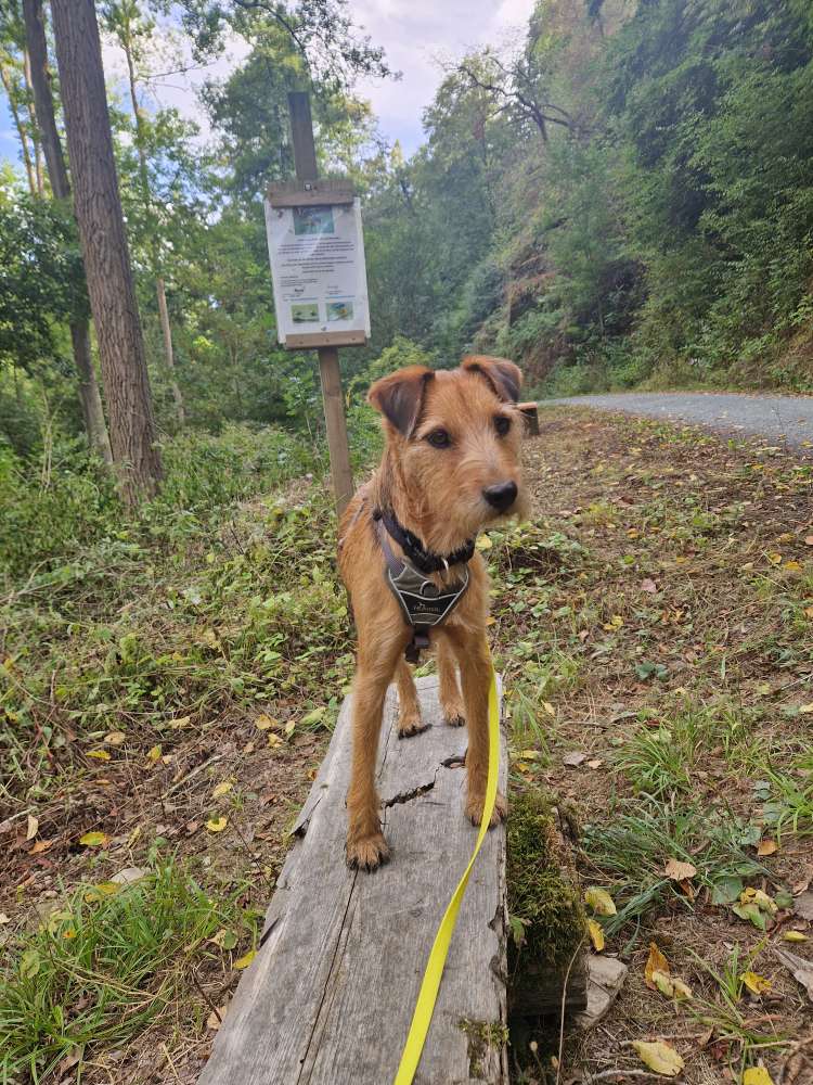 Hundetreffen-Gassi gehen rund um Bad Camberg/oberselters-Profilbild