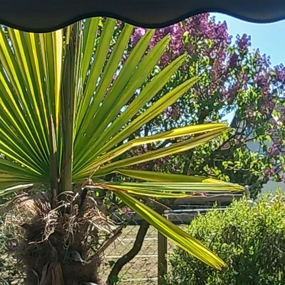 Hundetreffen-Gemeinsame Hundetreffen-Profilbild