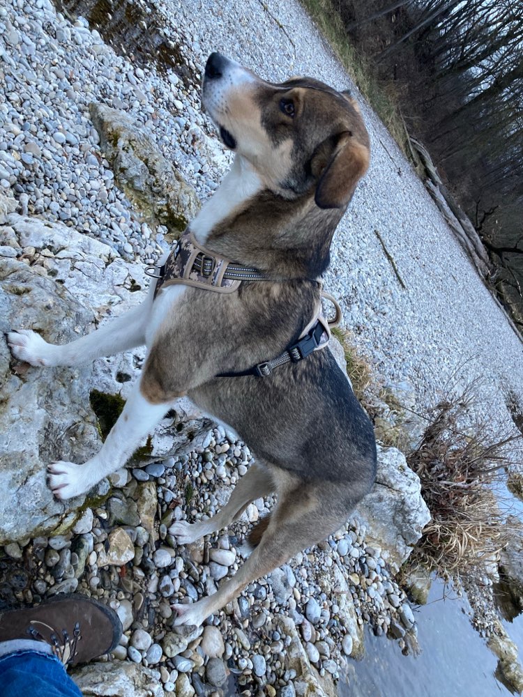 Hundetreffen-Gassifreunde gesucht-Profilbild