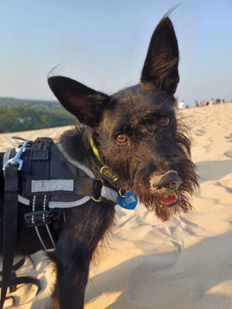 Hundetreffen-Sozialisierung mit neuen Hundefreunden-Profilbild