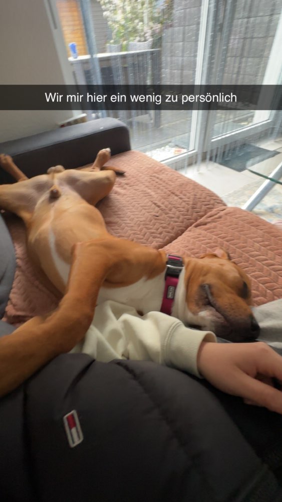 Hundetreffen-Gassi Runde-Profilbild