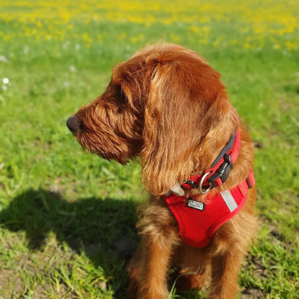 Hundetreffen-Junghundetreffen in der Nähe von Weitnau-Profilbild